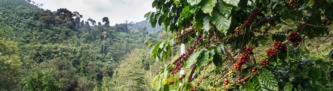 High Altitude Coffee: A Practical Guide to Elevation Flavor - Rayana Roast | Specialty Coffee