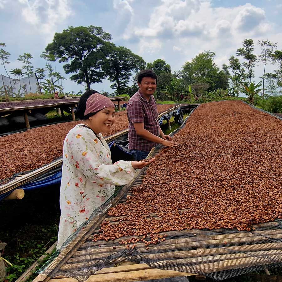 Two people working with coffee beans on a晒干平台