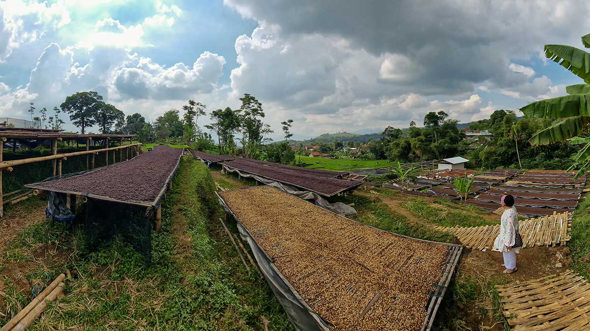 Yana in Indonesia looking over this year's crop drying in the sun